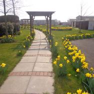 The Beeches Daffodils
