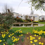 Barham Park Daffodils 
