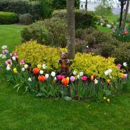 The Beeches Tulips